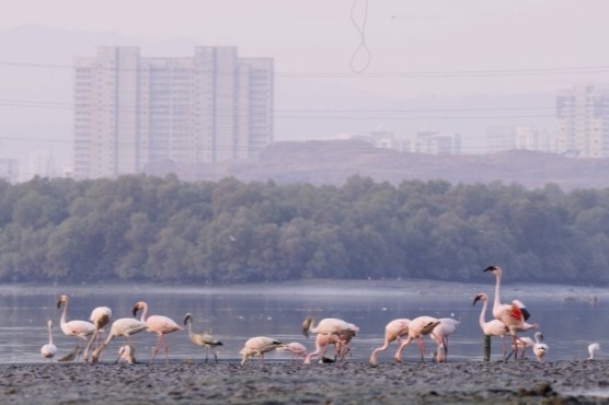 Amazon Announces USD 1.2 Million Investment To Preserve Mumbai’s Flamingo Habitat, Restoring Mangrove Forests